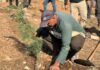 A Campaign to Revive Vegetation in Damascus Countryside