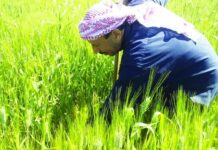 Rains Signal Promising Wheat Season in Syria