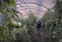 Protected Agriculture Strengthens Food Security in Tartous