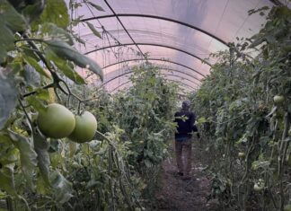 Protected Agriculture Strengthens Food Security in Tartous