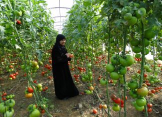 Protected Cultivation: Syria’s Key to Sustainable Agriculture
