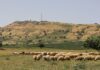 Return of Pastures Signals Livestock Revival in Hasakah
