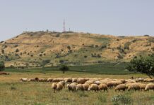 Return of Pastures Signals Livestock Revival in Hasakah