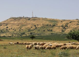 Return of Pastures Signals Livestock Revival in Hasakah