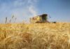 Syria’s Wheat Cultivation Sees Major Improvement This Season