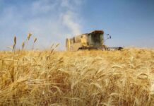 Syria’s Wheat Cultivation Sees Major Improvement This Season