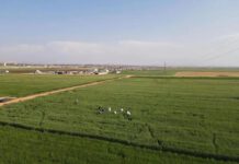 Wheat Cultivation Reaches 80,000 Hectares as Rainfall Exceeds Average