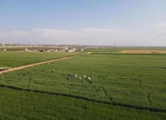 Wheat Cultivation Reaches 80,000 Hectares as Rainfall Exceeds Average