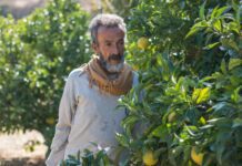 Citrus Surplus and Systemic Deficiencies Strains Syria’s Coastal Farmers