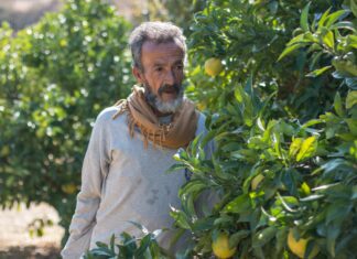 Citrus Surplus and Systemic Deficiencies Strains Syria’s Coastal Farmers