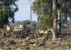 Israel Expands Illegal ‘Buffer Zones’ Across Regional Fronts