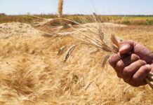 Syria’s Wheat Reserves Expected to Last Through 2027