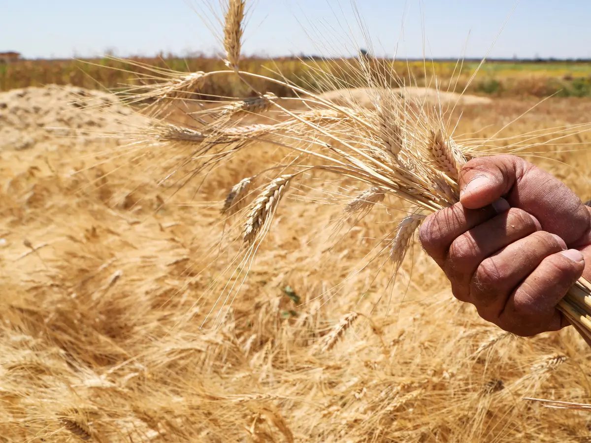 Syria’s Wheat Reserves Expected to Last Through 2027
