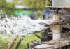 Illegal Wells Deepen Syria’s Water Crisis